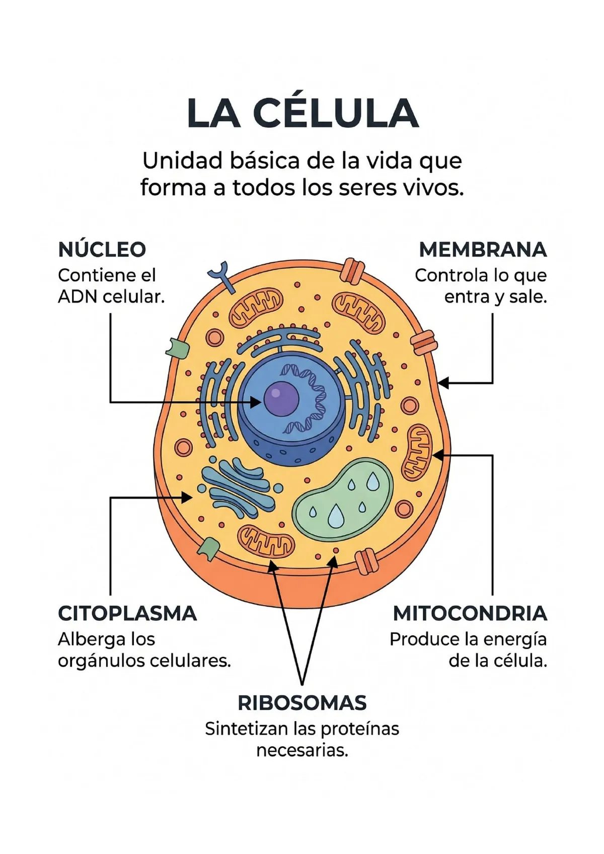 Infografía de la Célula para imprimir en PDF — Secundaria — vista previa de la página 1
