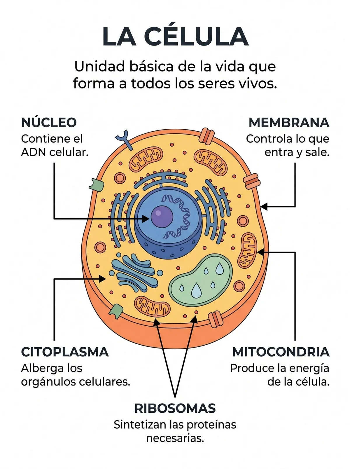 La Célula — infografía para imprimir de Secundaria