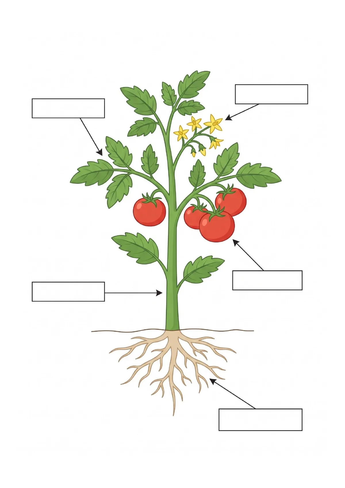 Las Partes de la Planta — rotula el dibujo para imprimir de Primaria